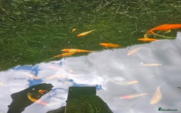 Shubunkins fish for sale: Shubunkins Goldfish  - Image 5