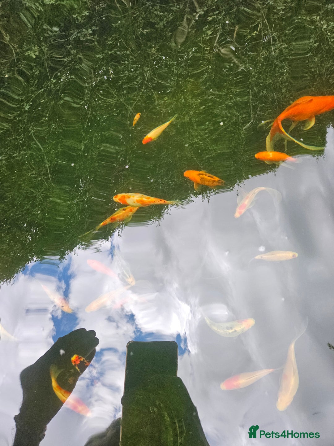 Shubunkins fish for sale: Shubunkins Goldfish  - Image 5