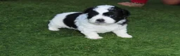 Shih Tzu dogs for sale: Shitzu Puppie for sale  - Advert 4