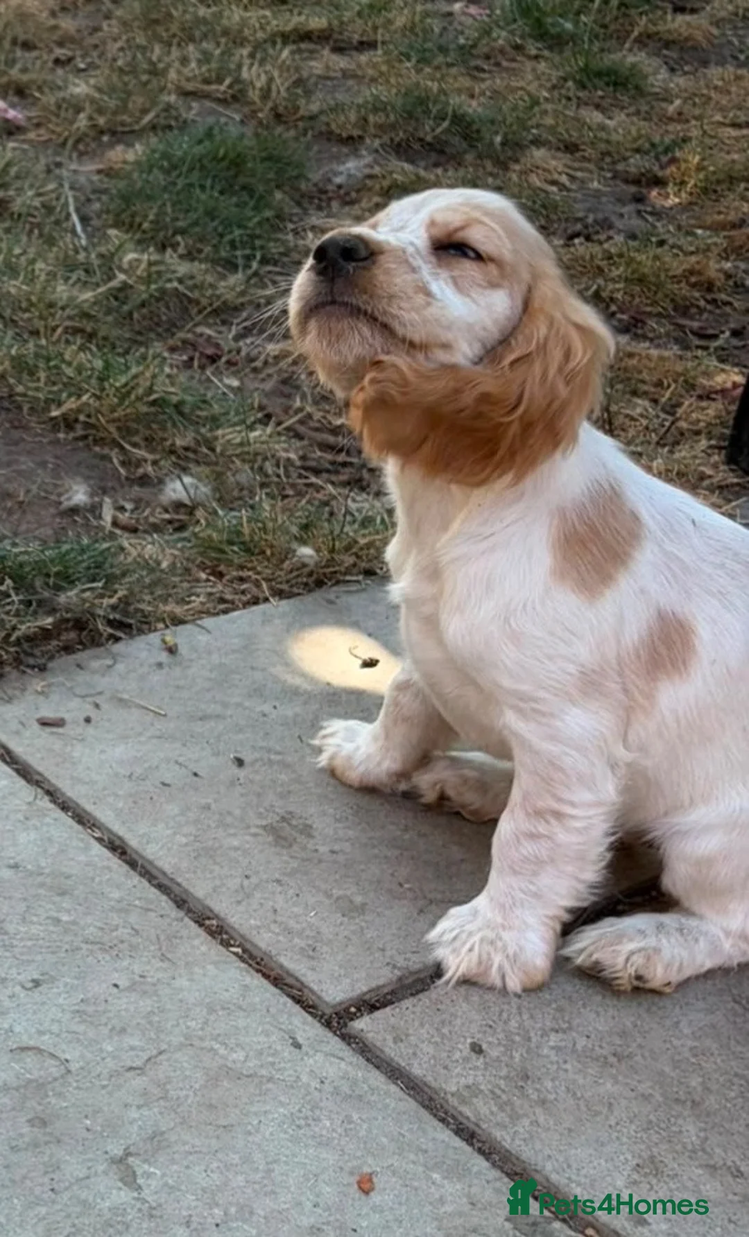 Cocker Spaniel dogs for sale: COCKER SPANIEL PUPPIES £1250 READY TO LEAVE  - Advert 2