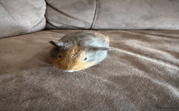 Guinea Pig rodents for sale: TWO FEMALE GUINEA PIGS FOR SALE - Image 4