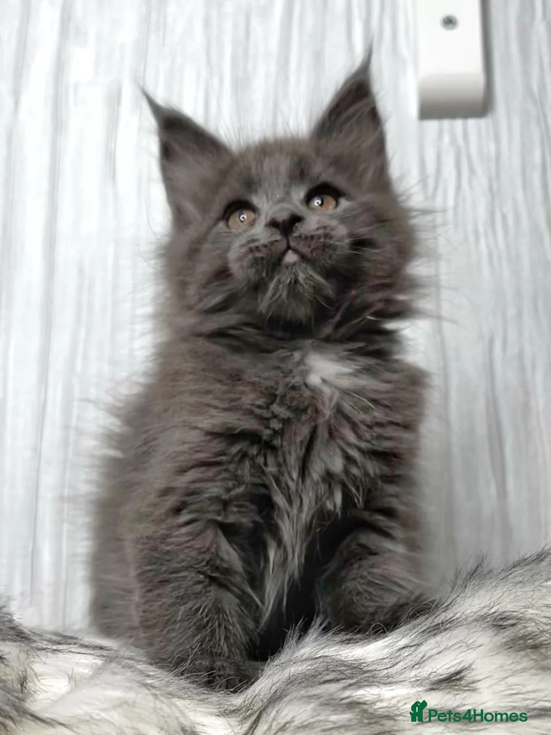 Maine Coon cats for sale: Maine coon last blue girl available 💜 - Advert 6