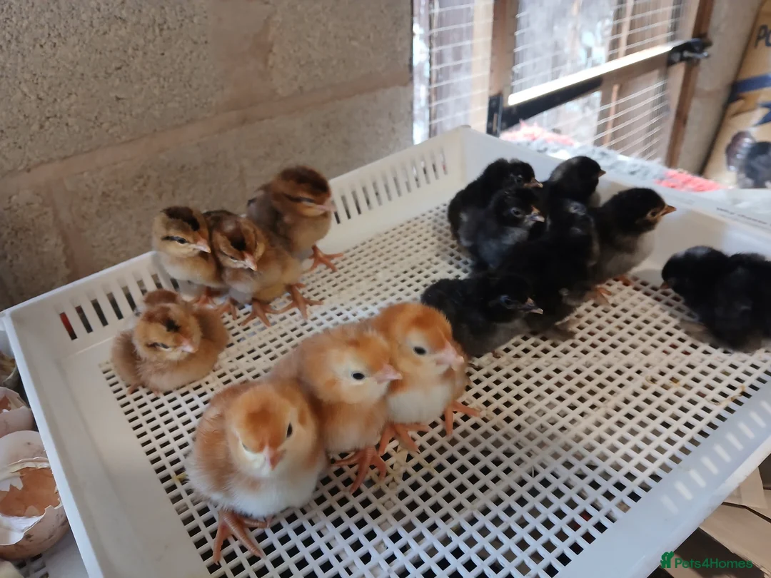 Chickens poultry for sale: Day old chicks available - Advert 2