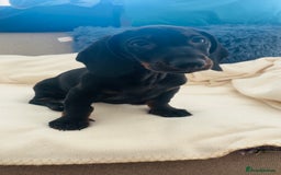 Dachshund dogs for sale: READY TO GO 🐶 Beautiful standard dachshund pups  - Image 2