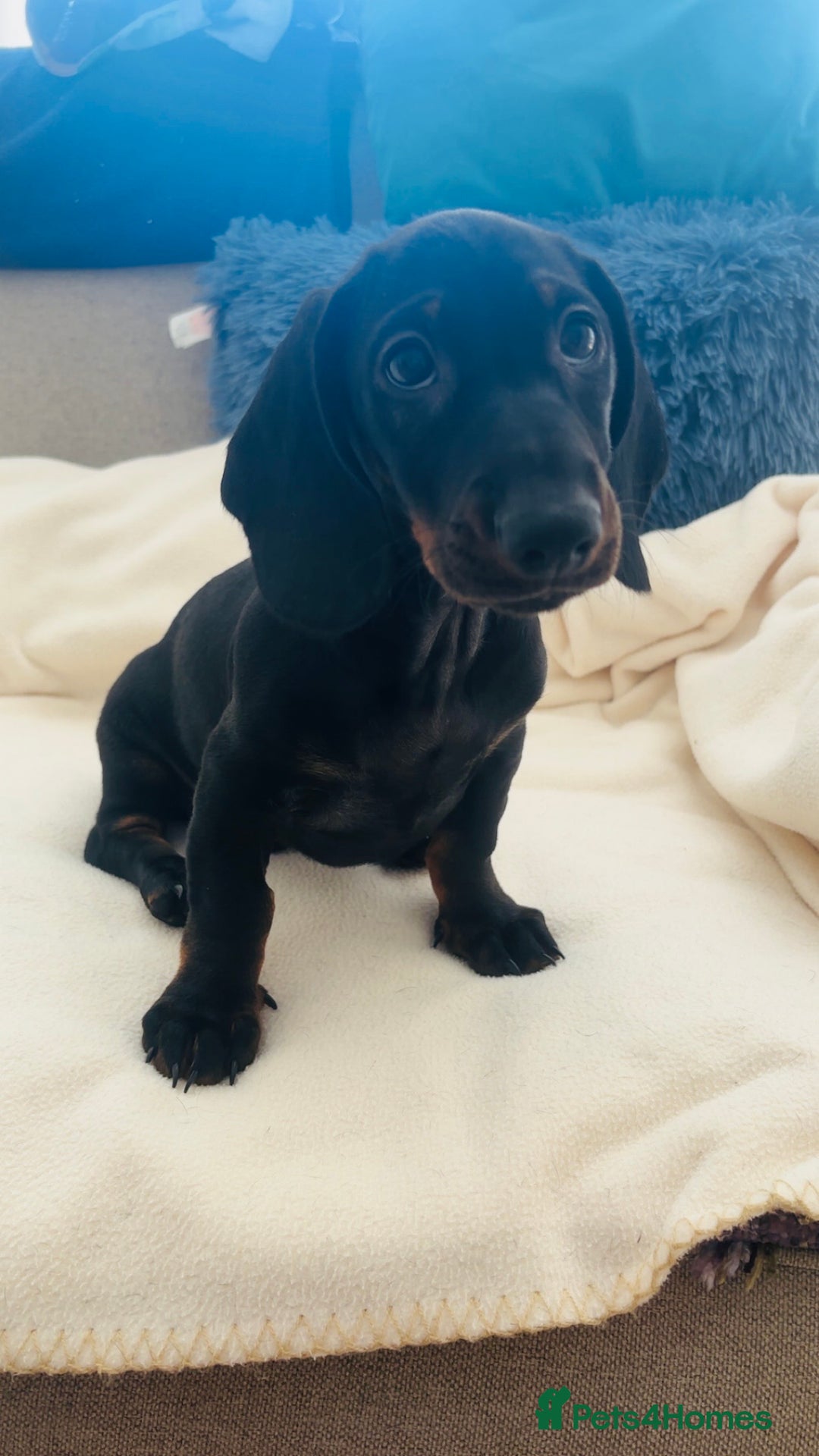 Dachshund dogs for sale: READY TO GO 🐶 Beautiful standard dachshund pups  - Image 2