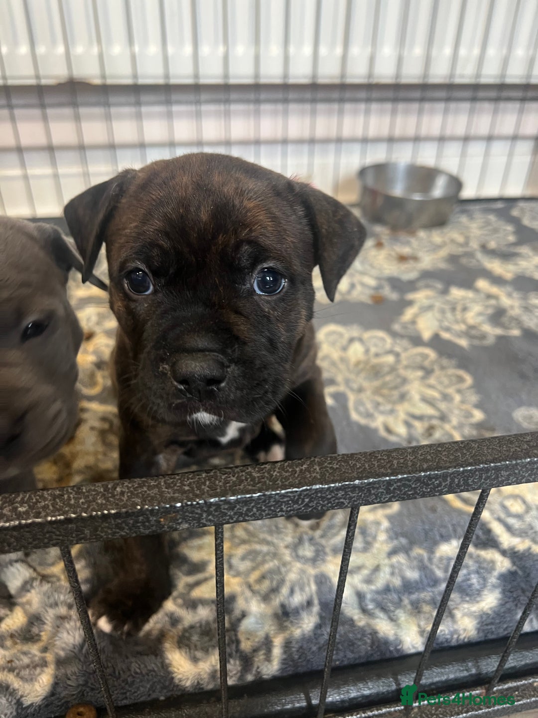 Staffordshire Bull Terrier dogs for sale: 4 Staffordshire bull terrier puppies  - Advert 5