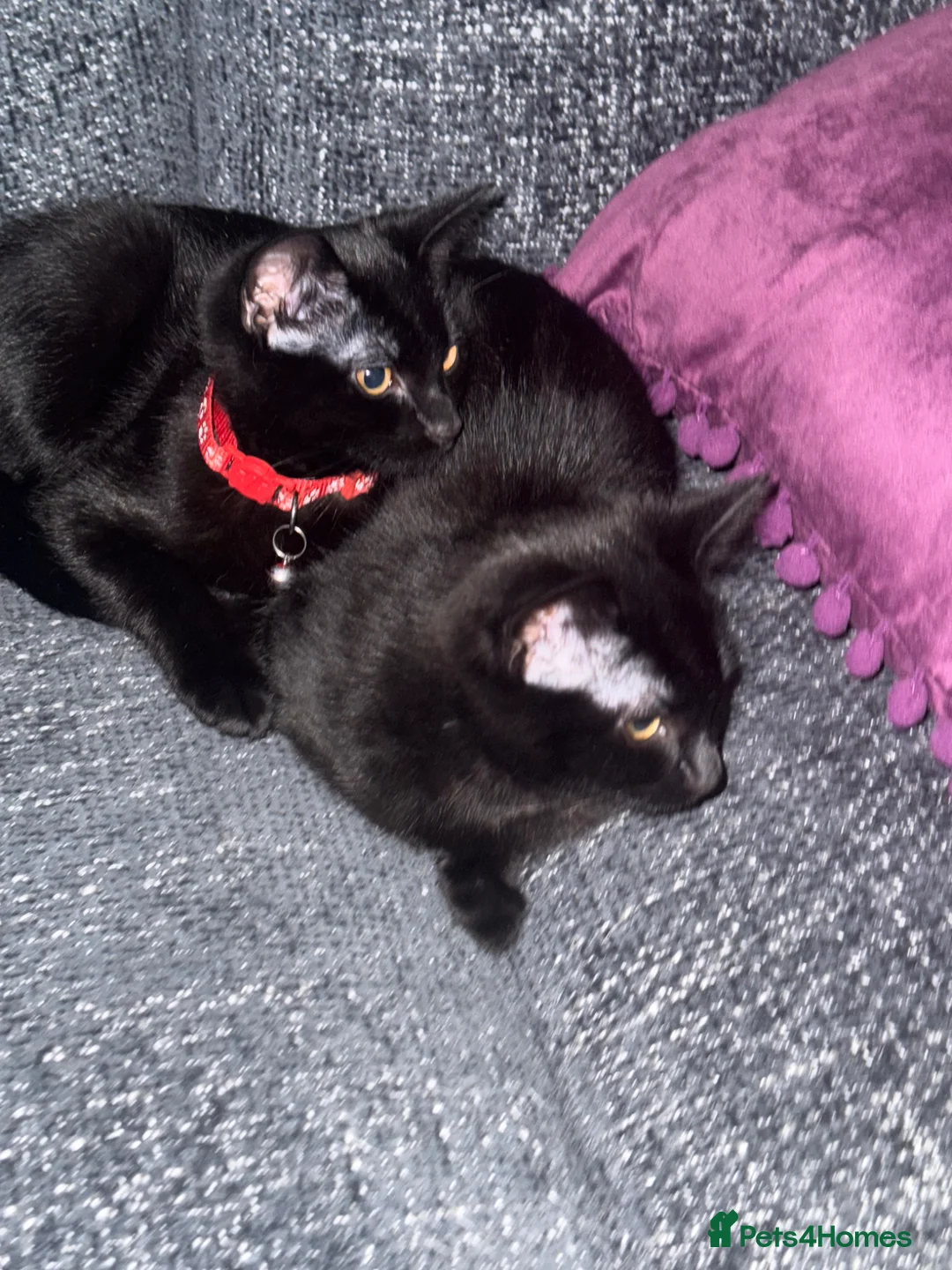 Domestic Shorthair cats for sale: Sisters for sale (but can be sold separately)  - Advert 2