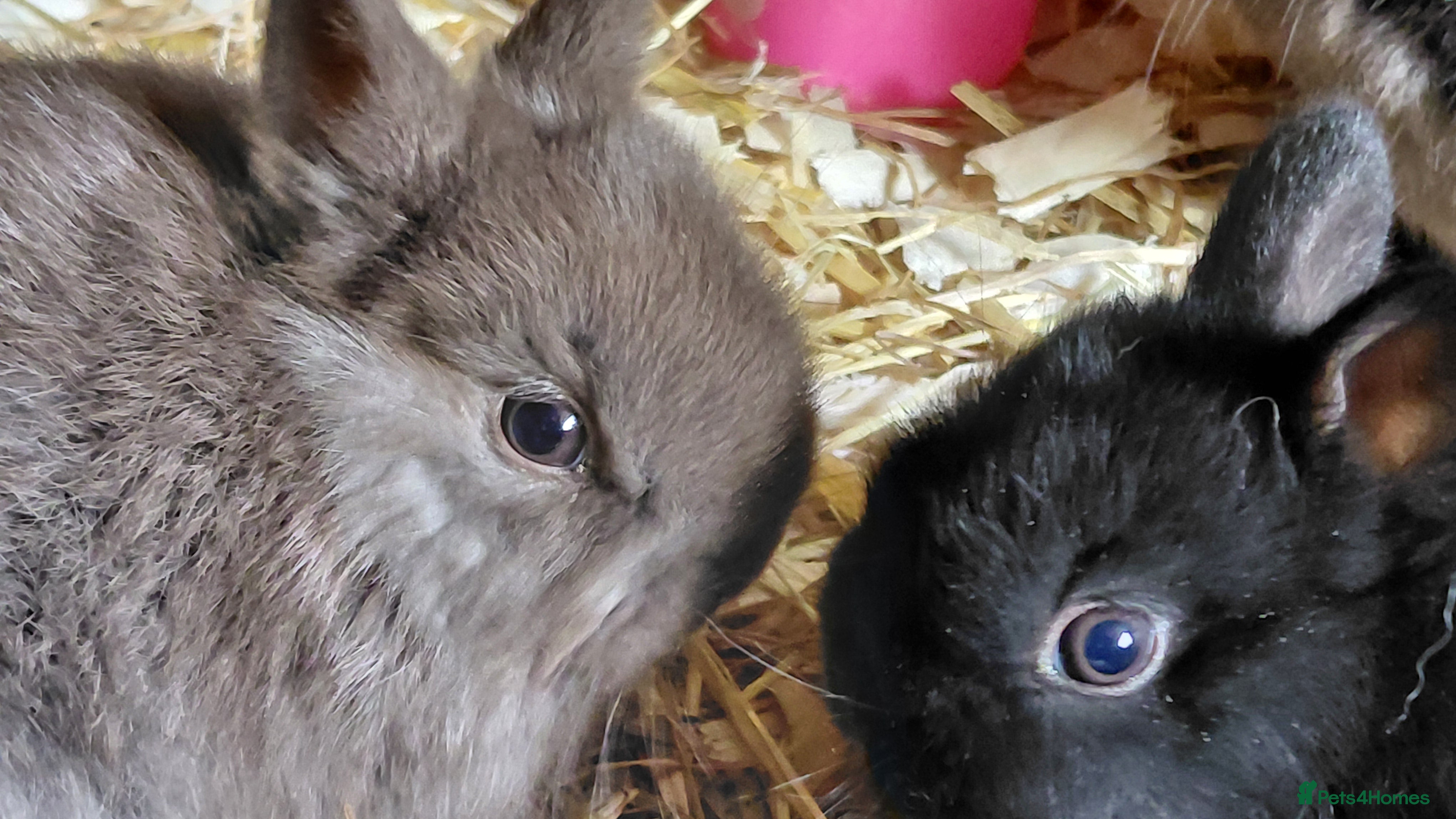 Netherland Dwarf rabbits Netherland dwarf BLACK & A CHOC BUCK  TO RESERVE  - Advert 4