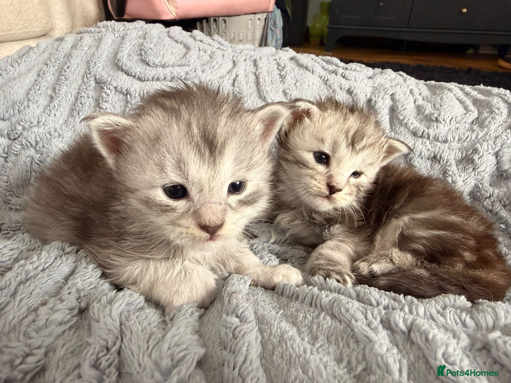 Maine Coon cats Beautiful pedigree Mainecoon kittens - Advert 2