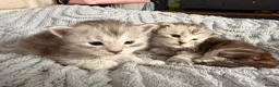Maine Coon cats for sale: Beautiful pedigree Mainecoon kittens - Advert 17