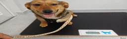Mixed Breed dogs for adoption: 💛BELLA – The Little Street Dog Who Chose To Trust in Nottingham - Advert 22