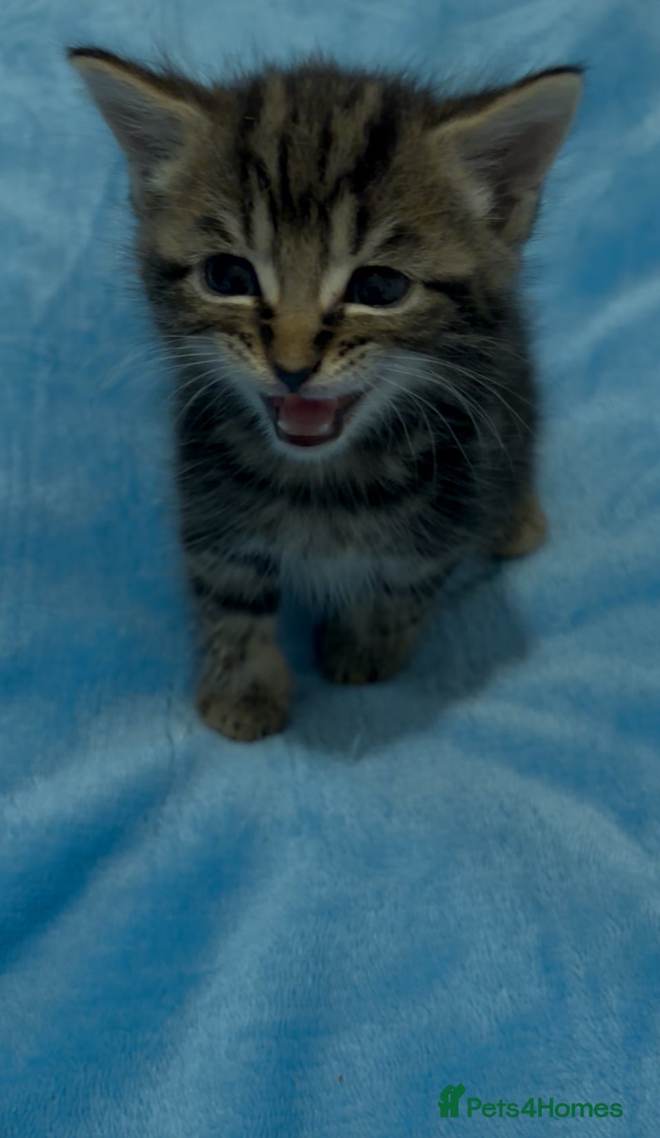 Mixed Breed cats 2 beautiful tabby kittens 1 black kitten available - Advert 3