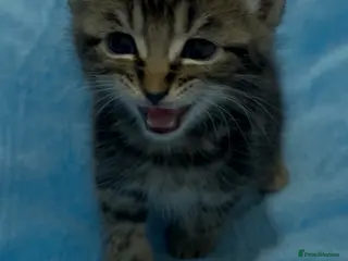Mixed Breed cats 2 beautiful tabby kittens 1 black kitten available - Advert 3