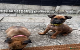 Belgian Shepherd Dog dogs for sale: Belgian Melinous pups ready for homes - Image 12