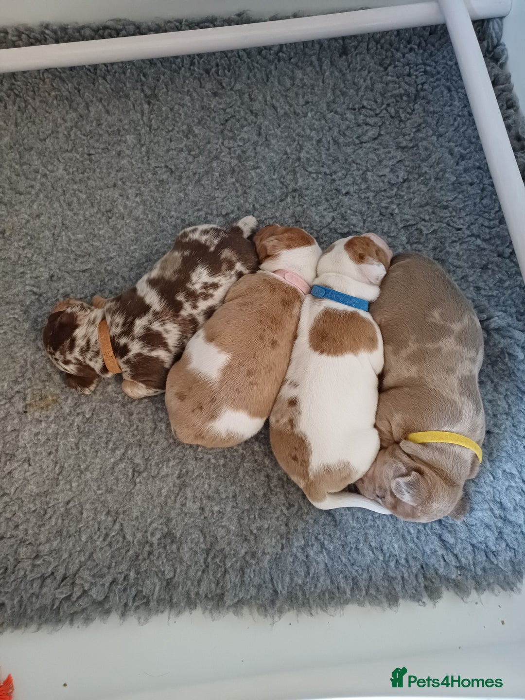 Jack Russell dogs for sale: Beautiful male puppy - Image 2