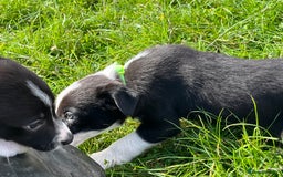 Border Collie dogs for sale: 4 border collie males looking for forever homes  - Image 17