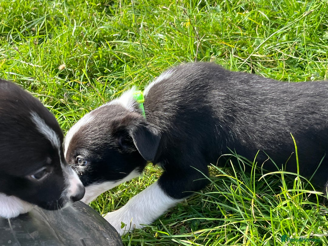 Border Collie dogs for sale: 4 border collie males looking for forever homes  - Image 17