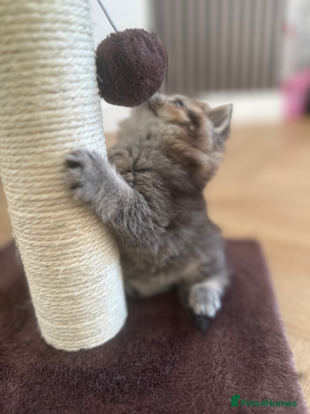 British Shorthair cats for sale: Gorgeous Brown Tabby BSH Kittens - Advert 14