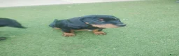 Cockerdor dogs for sale: Stunning, Healthy Puppies, Ready Now. - Advert 6