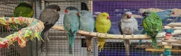 Parrots birds for sale: Stunning Parrots/Parakeets/Amazons  - Advert 15