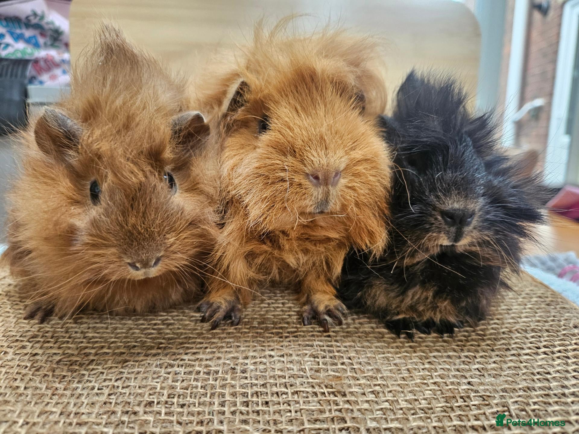 Guinea Pig rodents Mum and 2 daughters guinea pigs - Advert 1