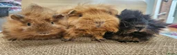 Guinea Pig rodents for sale: Mum and 2 daughters guinea pigs - Advert 1