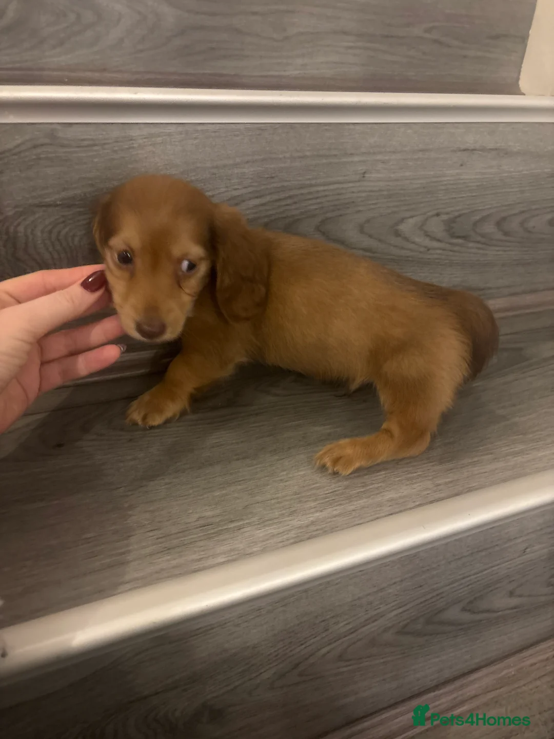 Miniature Dachshund dogs for sale: Long haired cream Puppies  - Advert 17