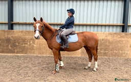 Other Breed horses for sale: 4yo Mare - 15.1hh - Safe, Sane & Sweet  - Image 1