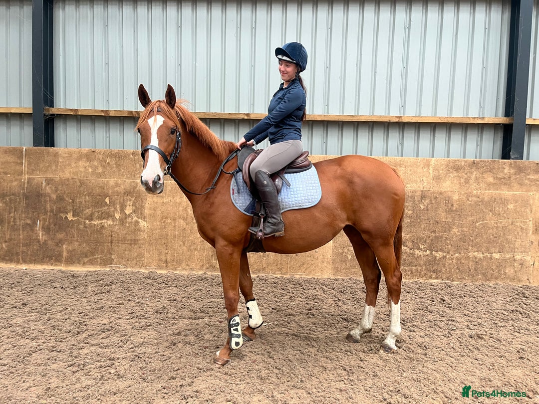 Other Breed horses for sale: 4yo Mare - 15.1hh - Safe, Sane & Sweet  - Image 1