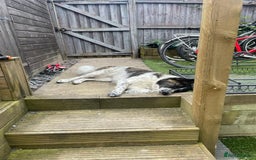 Mixed Breed dogs for adoption: Meet Penny, currently residing in Cheshire  - Advert 3