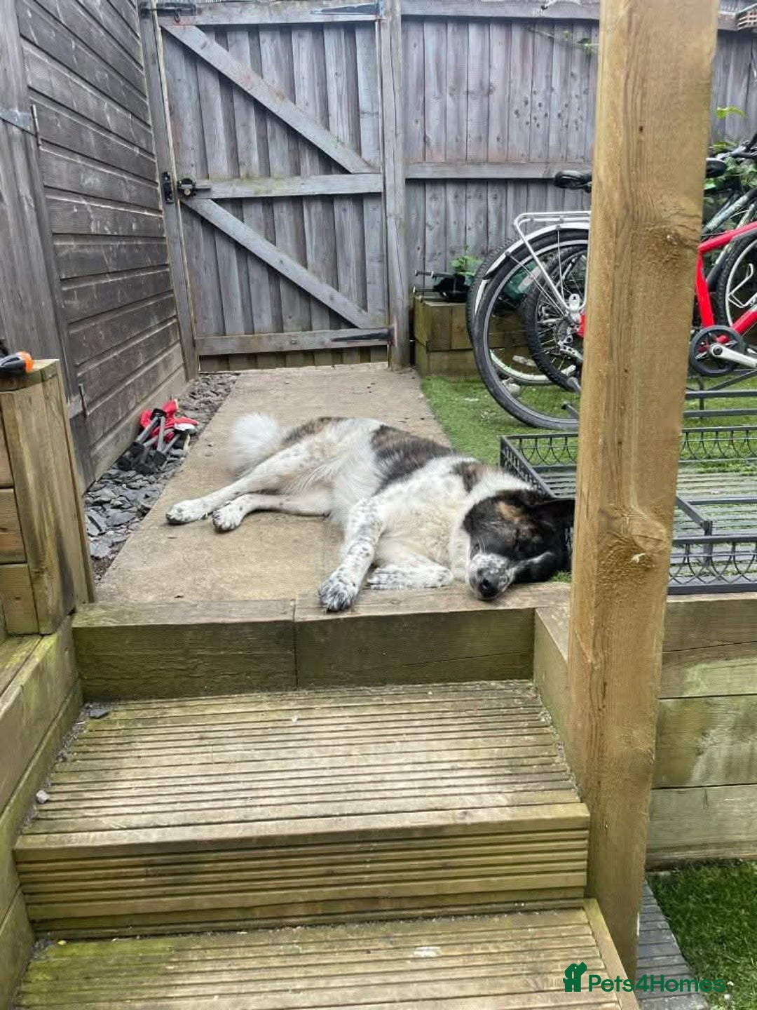 Mixed Breed dogs for adoption: Meet Penny, currently residing in Cheshire  - Advert 3