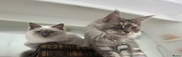 Maine Coon cats for sale: Registered pedigree maine coon for sale - Advert 15