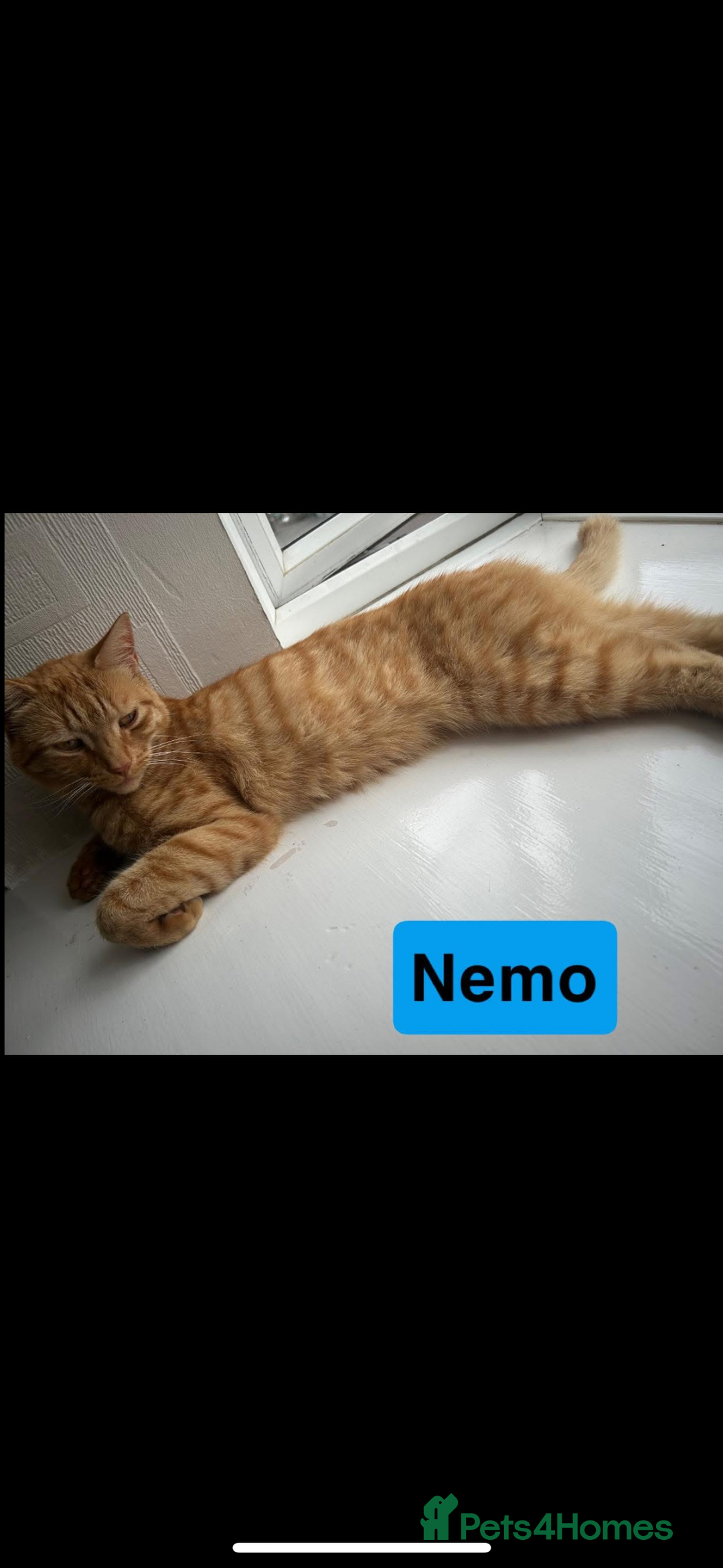 Domestic Shorthair cats for sale: 2 Male cats for sale  - Image 3