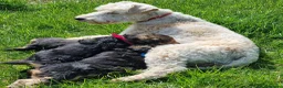 Lakeland Terrier dogs for sale: KC Registered Lakeland Terrier  - Advert 2