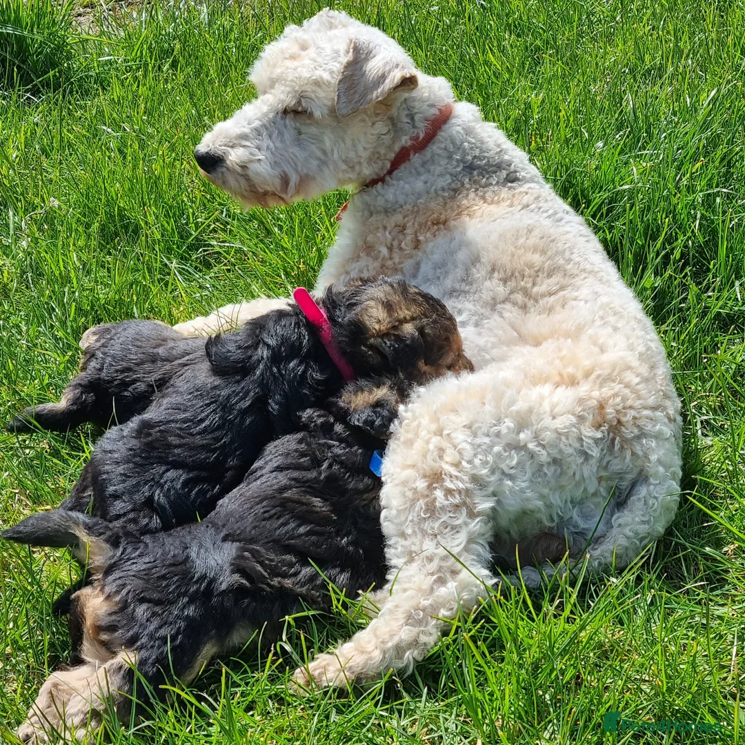 Lakeland Terrier dogs for sale: KC Registered Lakeland Terrier  - Advert 2
