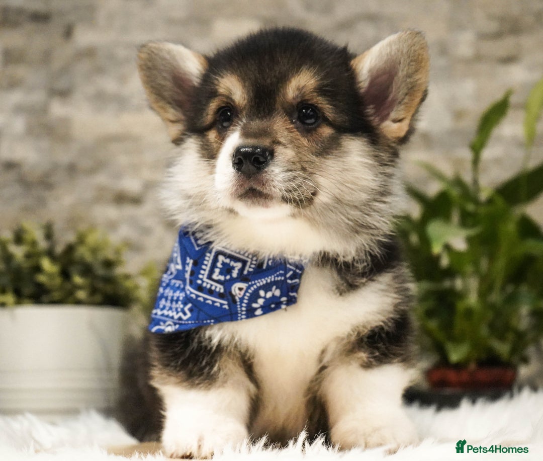 Welsh Corgi Pembroke dogs for sale: Welsh Corgi (Pembroke) - Advert 23