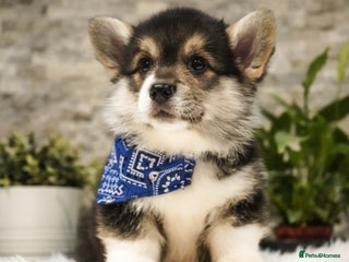 Welsh Corgi Pembroke dogs Welsh Corgi (Pembroke) - Advert 2