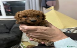 Cockapoo dogs for sale: Miniature cockapoo puppies - Image 7