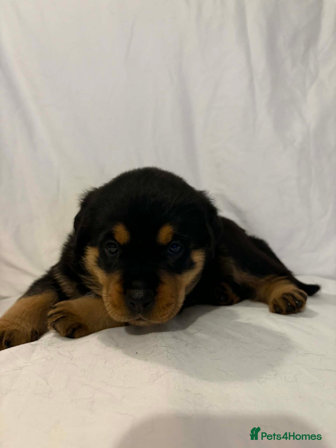 Rottweiler dogs for sale: Stunning Rottweiler puppies - Advert 9