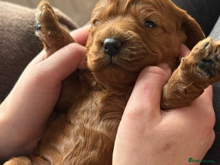 Cavapoo dogs - Advert 5