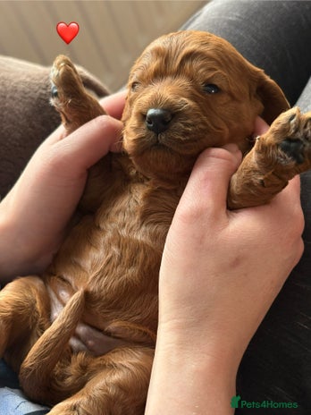 Cavapoo dogs - Advert 2