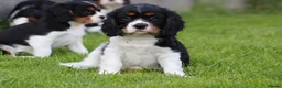 Cavalier King Charles Spaniel dogs for sale: Beautiful Cavalier King Charles Spaniel puppies - Advert 4