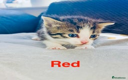 Mixed Breed cats for sale: Kittens for sale  - Image 1