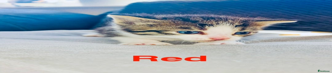 Mixed Breed Kitten 2