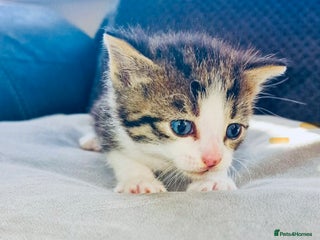 Mixed Breed cats All the kittens are currently reserved - Advert 6