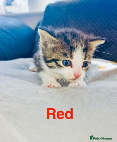 Mixed Breed cats - Advert 1