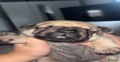 Frug dogs - Advert 7