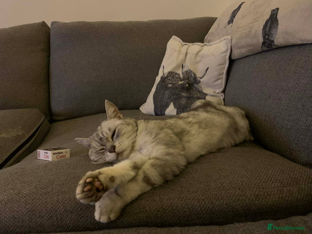 Exotic cats for sale: 6yr old Smokey  - Advert 1