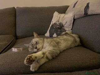 Exotic cats 6yr old Smokey - Advert 9