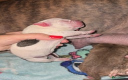 Mixed Breed dogs for sale: Pocket bullies x blue staff - Image 2